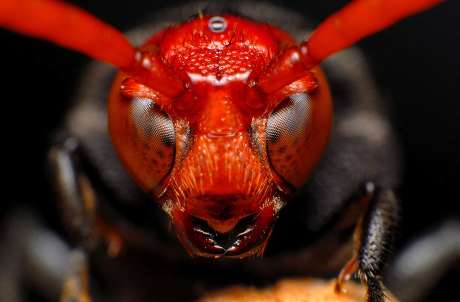 Самые опасные насекомые в россии – список, названия, описание, фото и видео