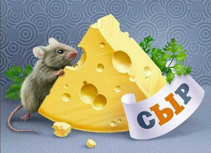 Можно ли давать домашней крысе есть сыр? — природа мира