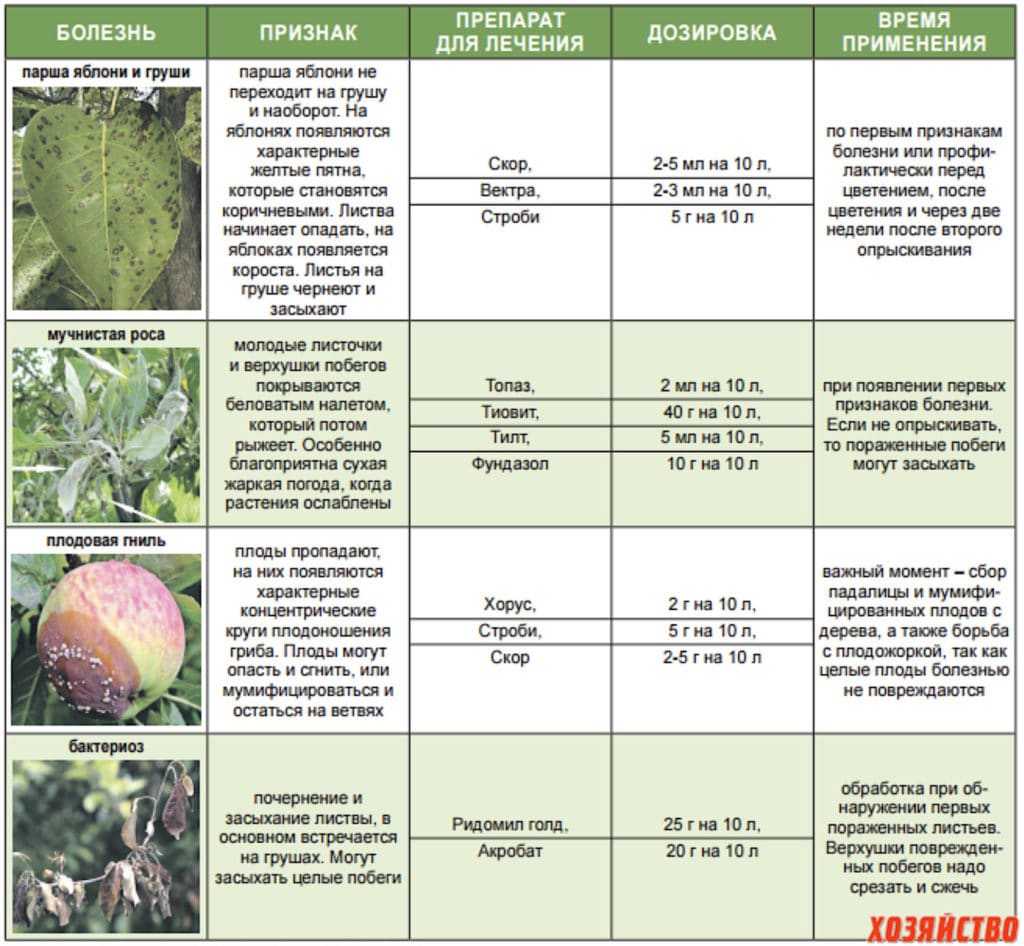 Болезни яблонь весной описание с фотографиями и способы лечения