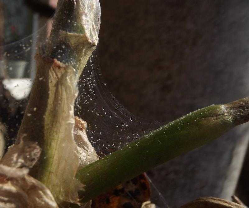 Как избавиться от паутинного клеща на комнатных растениях