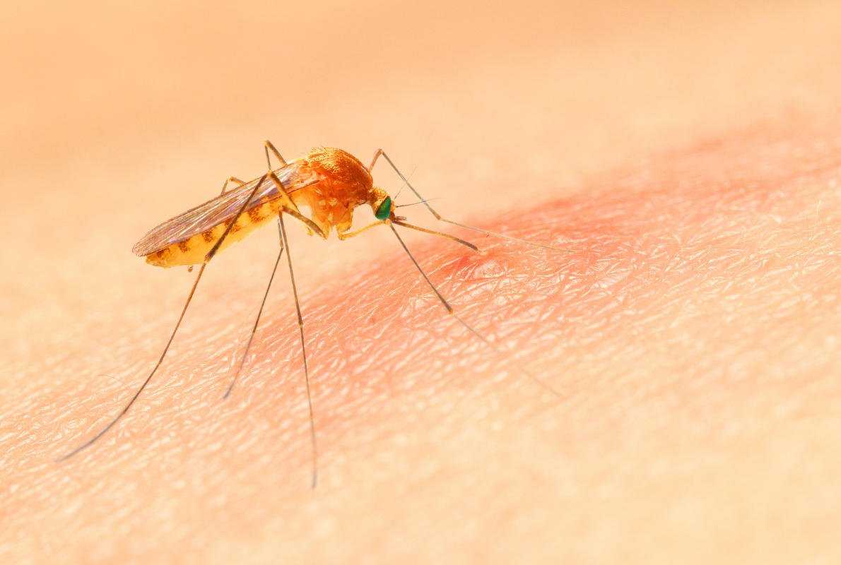 Почему нам нужно бояться малярийного комара?