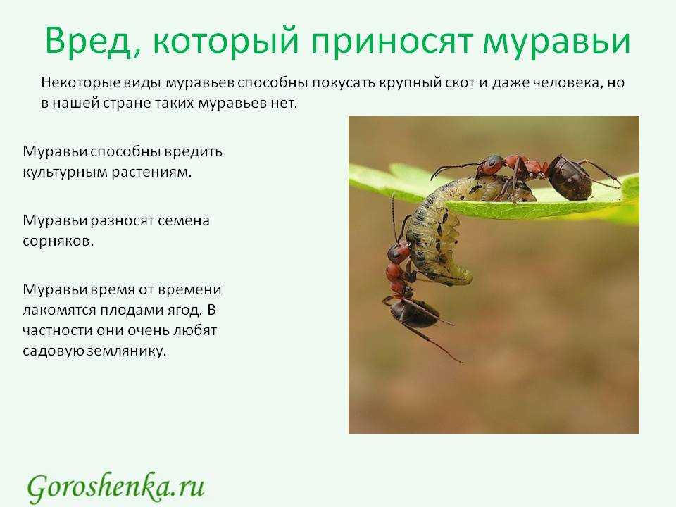 Какую пользу приносят муравьи людям и в лесу, чем они полезны в саду и огороде