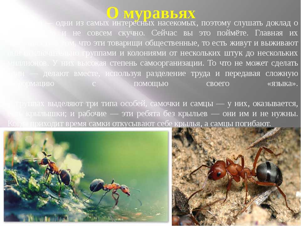 Как устроен муравейник или муравьиная колония