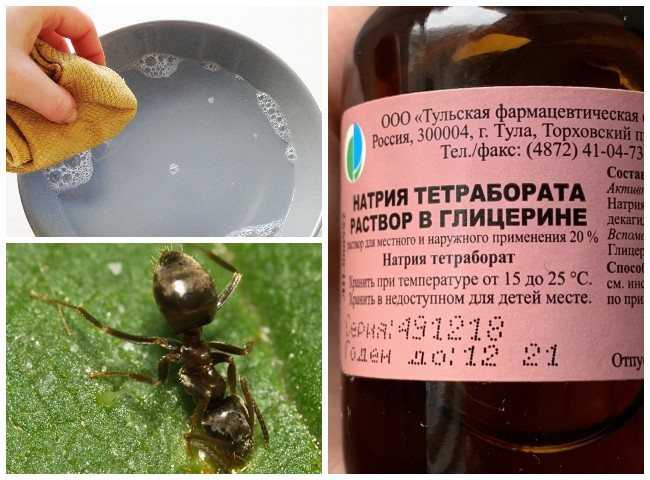 Очень маленькие домашние муравьи. рыжие муравьи в квартире. откуда берутся на кухне и в ванной муравьи