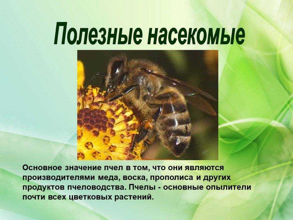 Насекомое пчела 2 класс. Полезные насекомые. Презентация на тему насекомые. Полезные насекомые презентация. Тема пчел для презентации.