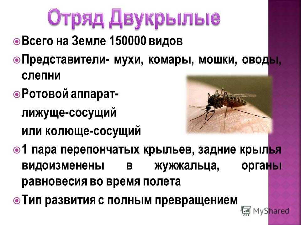 Обжд. назойливые насекомые
