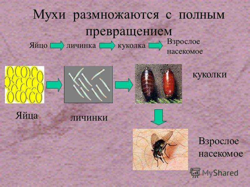 Размножение мух: органы размножения, выкладка яиц, развитие личинок и жизненный цикл. как размножаются мухи обыкновенные
