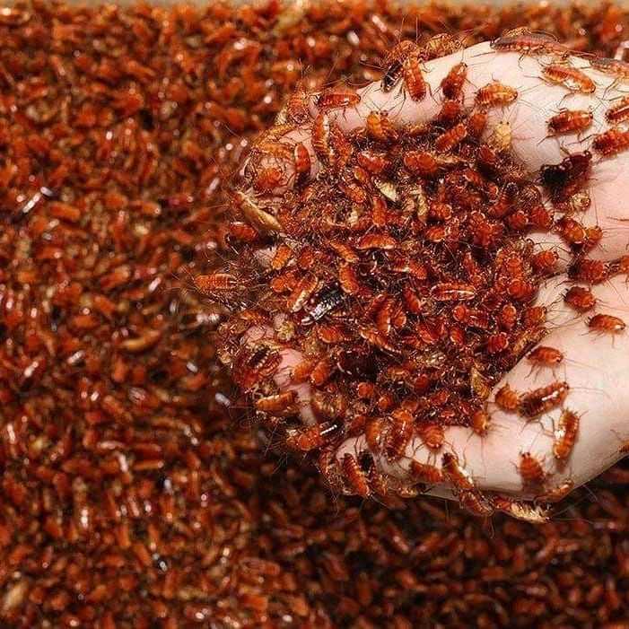 Туркменский таракан: выращивание насекомого в домашних условиях