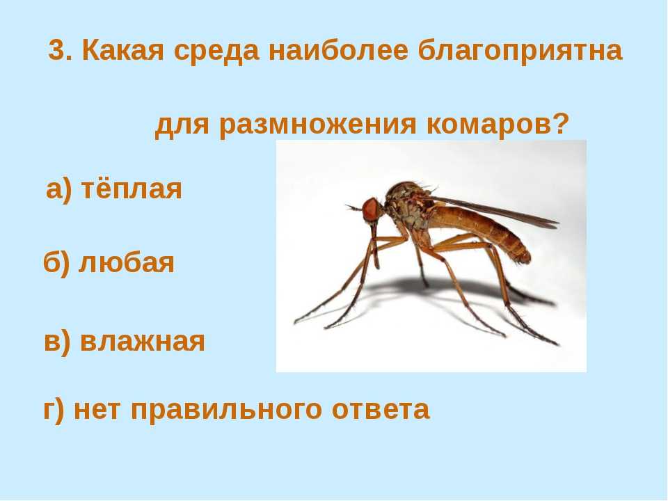 Сколько живут комары в природе и в квартире, жизненный цикл насекомого, вид развития