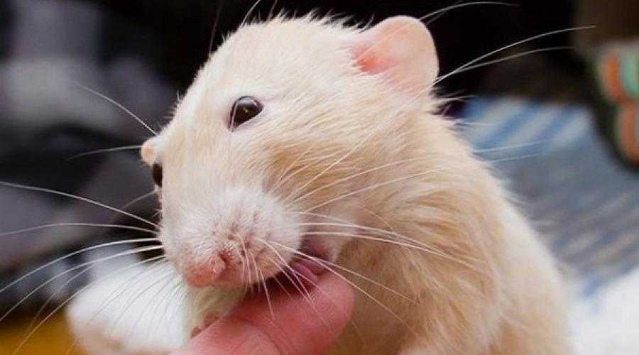 Что означает сон про крыс: если она нападает на людей или кусает их, значение цвета животного