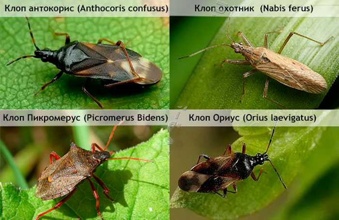 Особенности жуков навозников — распространённые виды и жизненный цикл насекомых