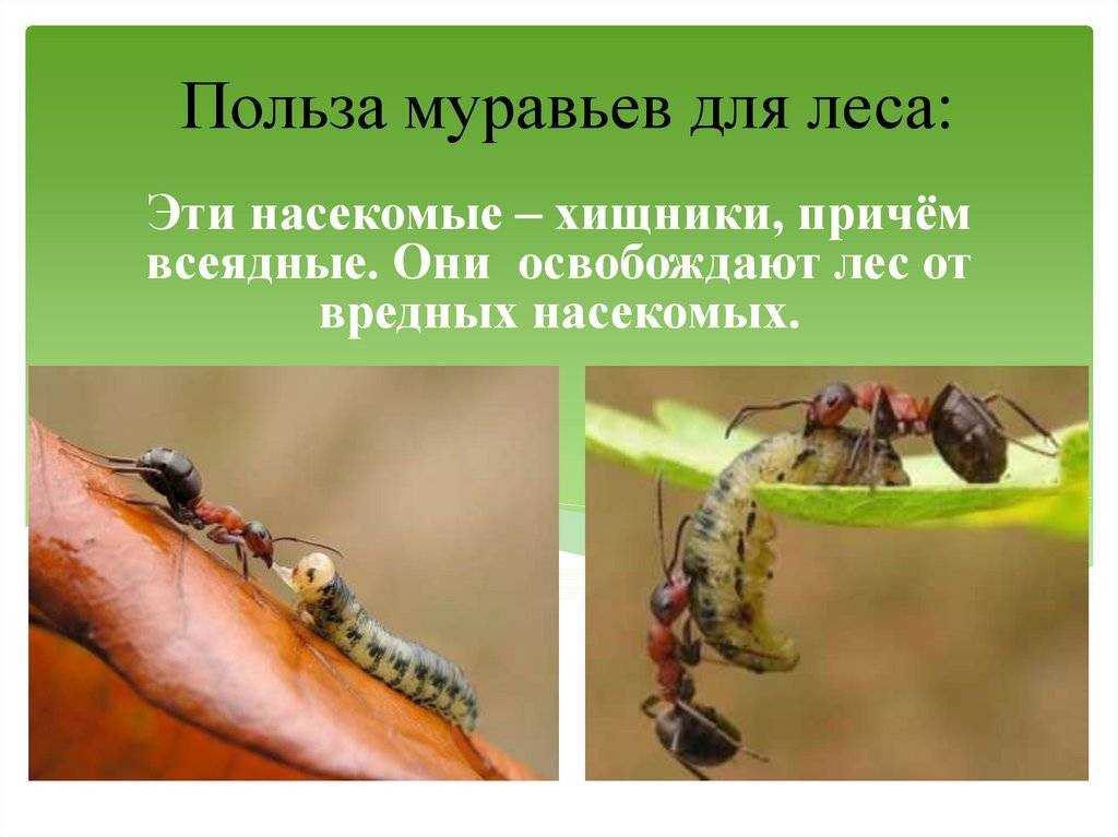 Лесные муравьи в саду польза и вред