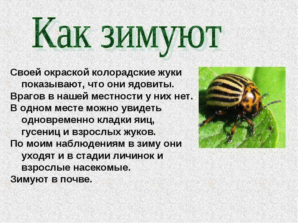 Откуда взялся колорадский жук на территории России, существует несколько версий В каком году был завезен, специалисты называют приблизительные года Родиной является Мексика