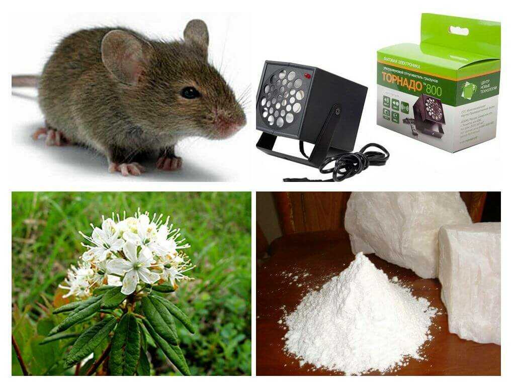 Чего боятся крысы и мыши Как избавиться народными средствами от вредителей