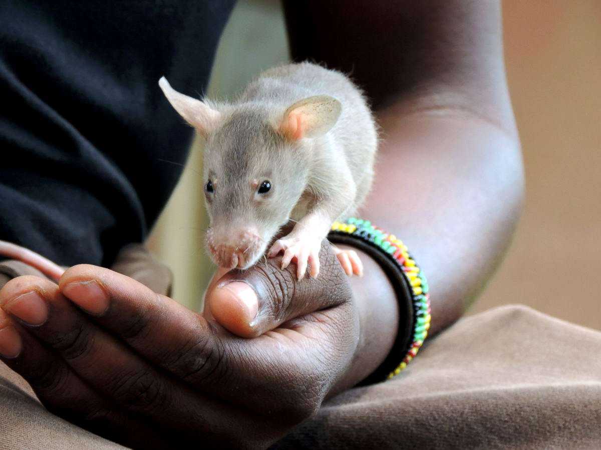 Крыса гамбийская: все об африканском сумчатом грызуне