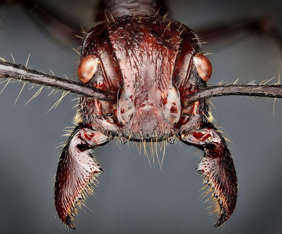 Топ-10 самых опасных насекомых в мире