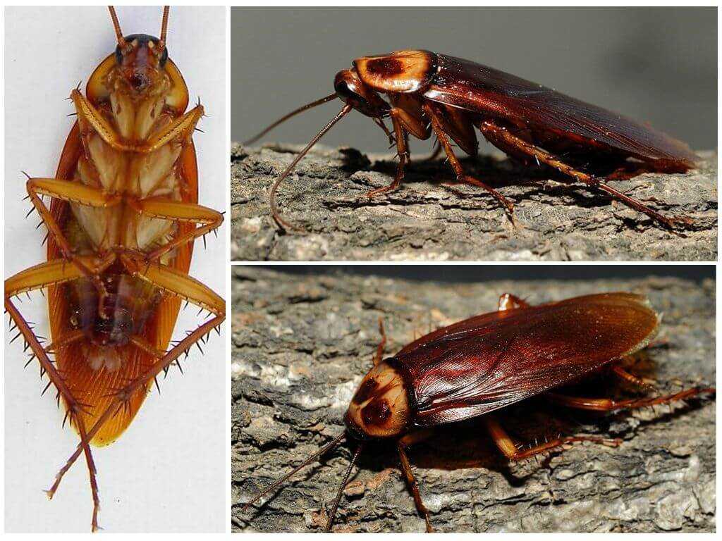 Рыжий таракан: виды, устойчивость, как размножаются