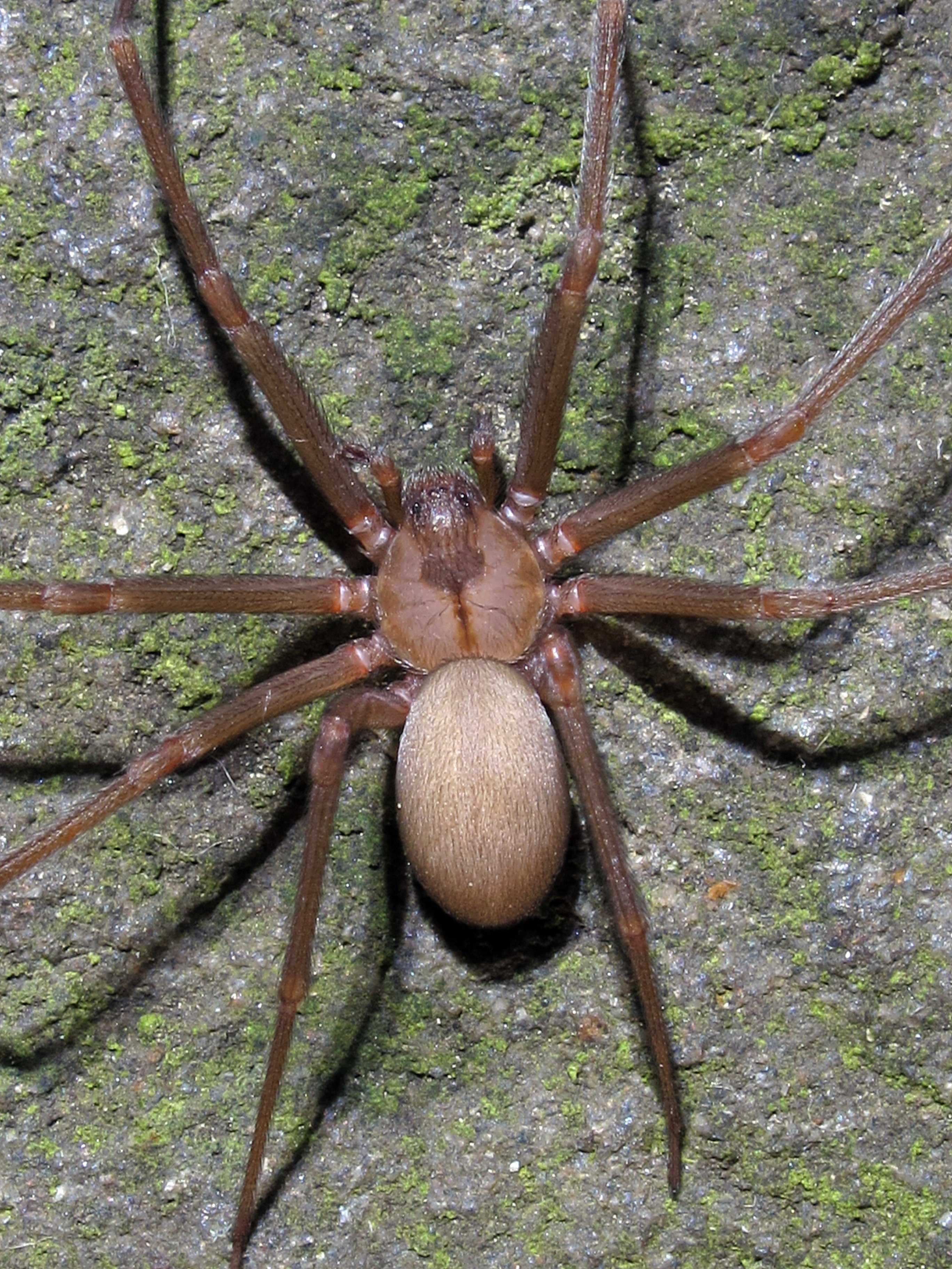 Насколько опасен укус паука коричневого отшельника
насколько опасен укус паука коричневого отшельника — медицинская энциклопедия
