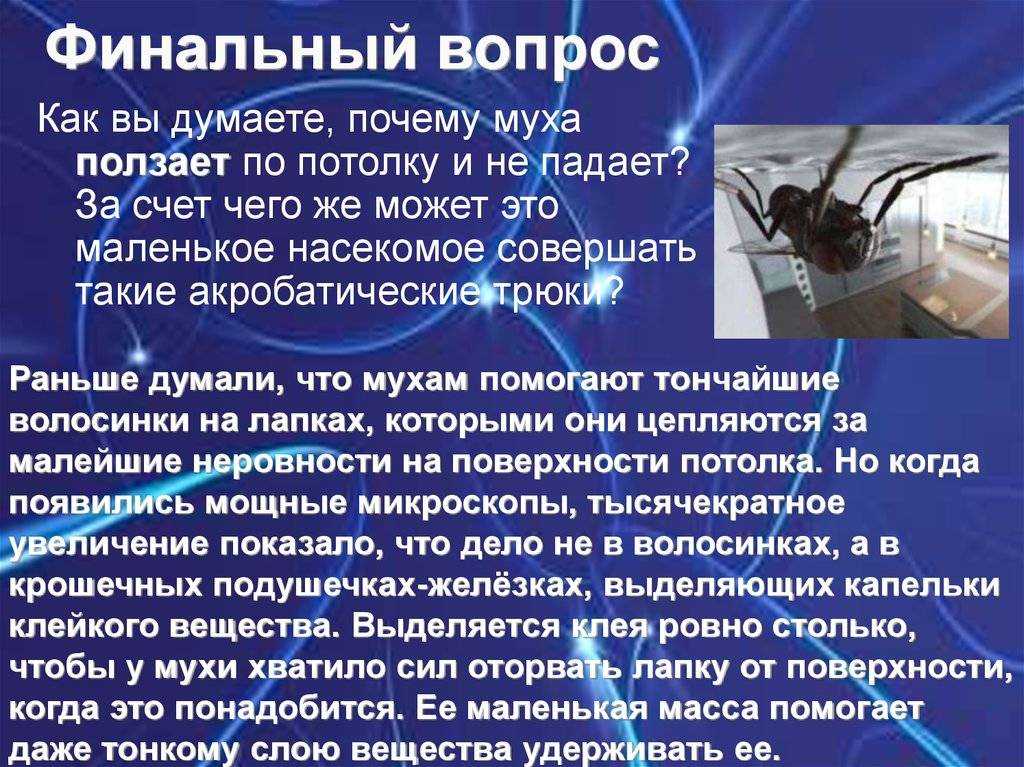 Муха на потолке: как она держится и почему не падает