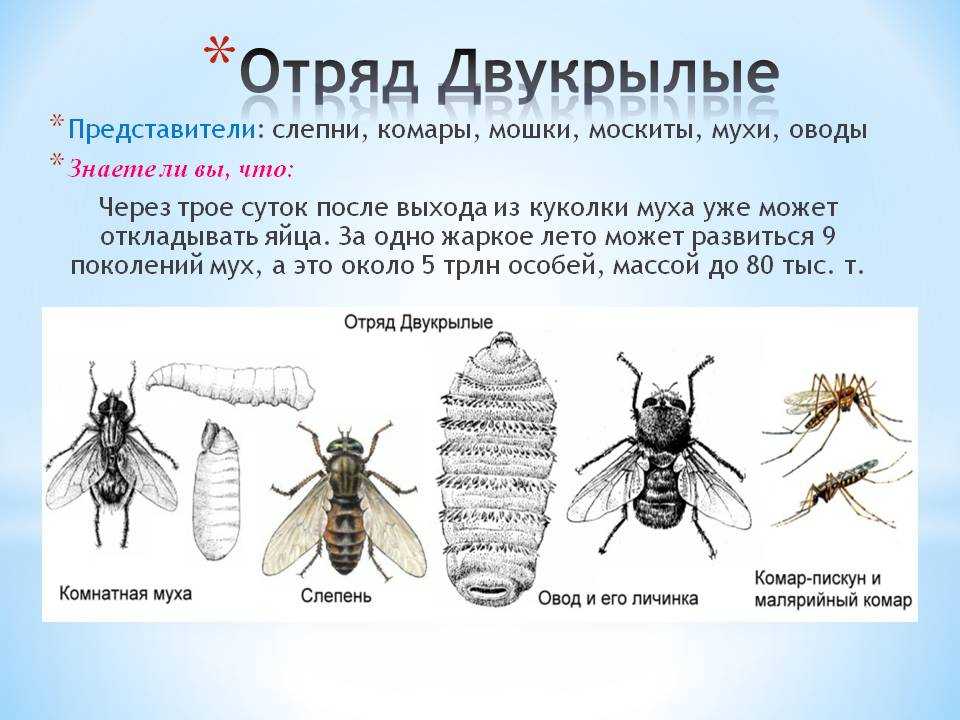 Двукрылые насекомые - виды семейства с примерами, значение и строение