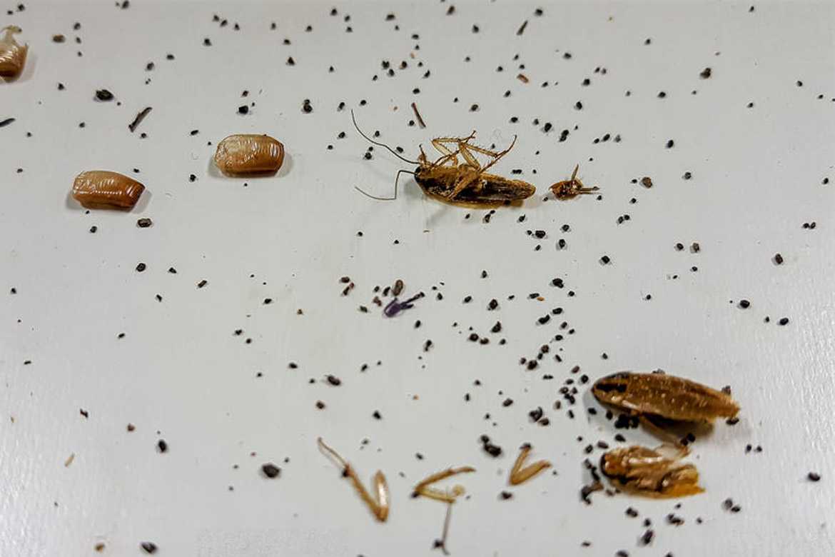 Личинки тараканов как выглядят и как избавиться