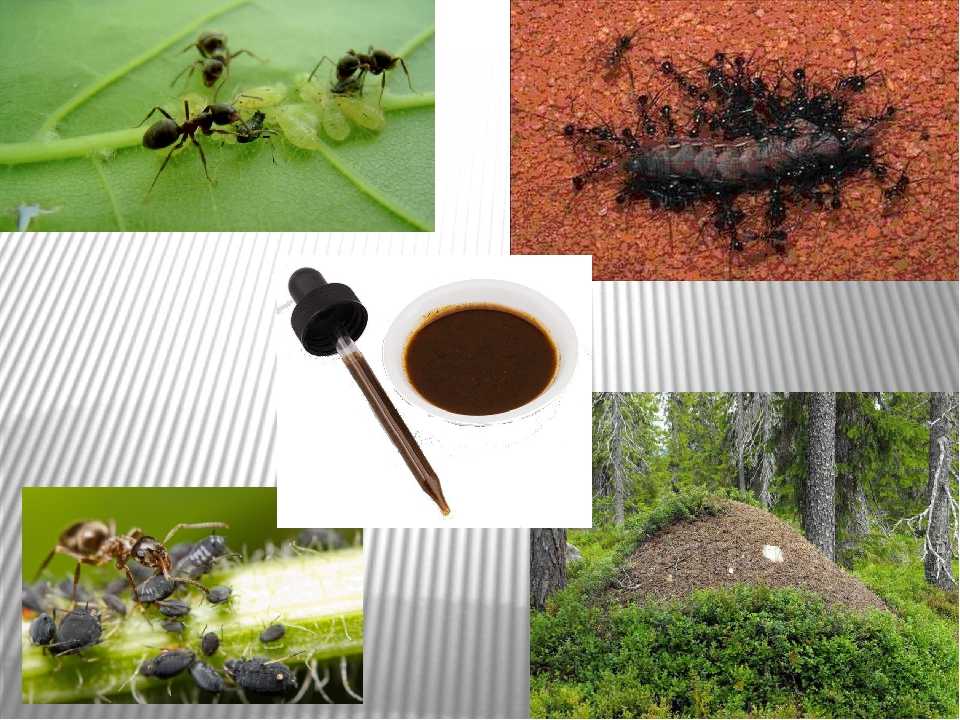 10 невероятных фактов о муравьях :: инфониак