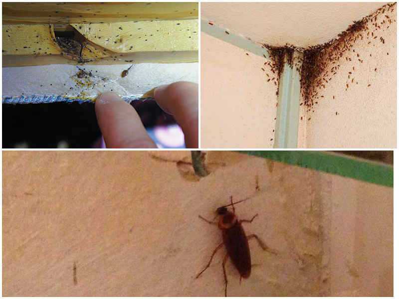 К чему появляются тараканы в квартире или в доме - 65 примет