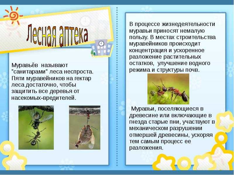 ᐉ какую пользу приносят муравьи людям и в лесу, чем они полезны в саду и огороде - zoovet24.ru