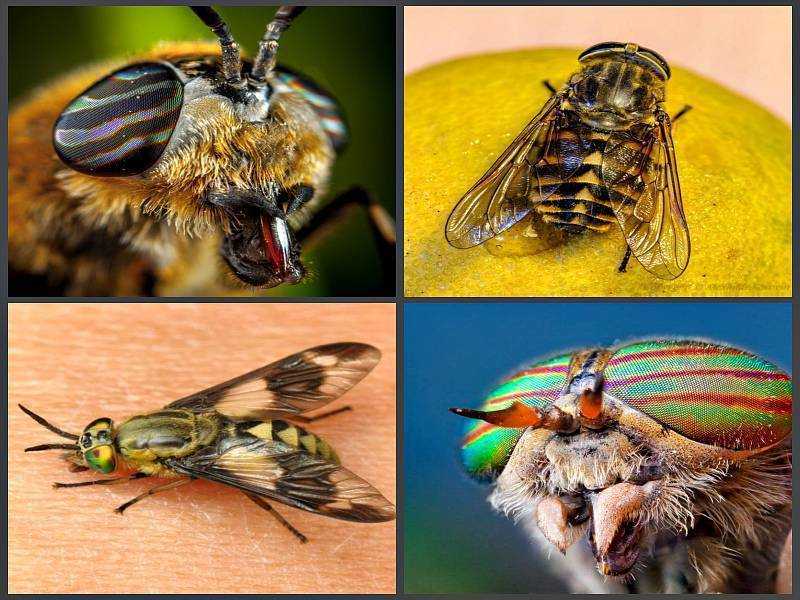 Почему мухи кусаются осенью, чем они опасны и как с ними бороться?