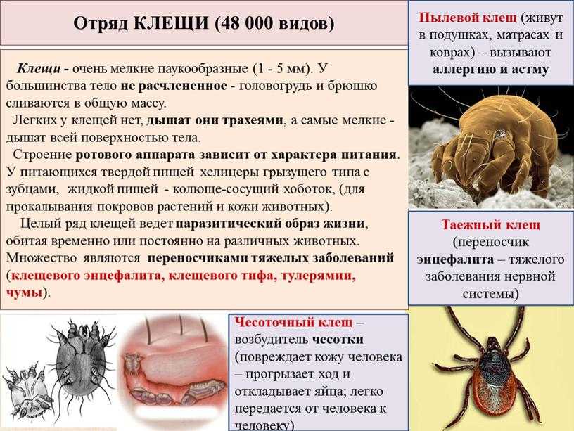 Клещ таежный | справочник пестициды.ru