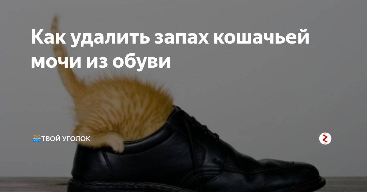 Как избавиться от запаха кошачьей мочи в обуви: народные способы, 100% эффективность
