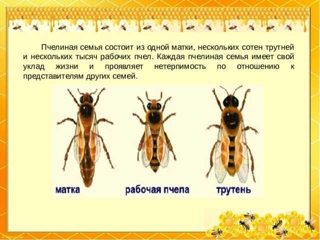 Сколько живут муравьи? жизнь муравьев – как она устроена в природе и наших домах.