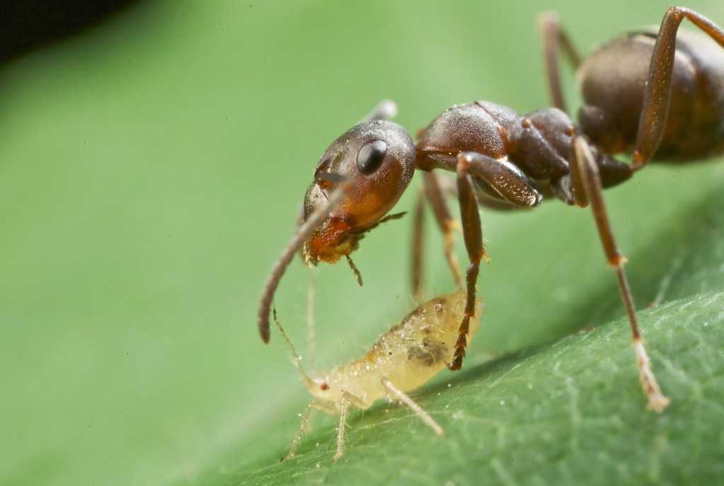 Тля рыжий муравей тип биотических отношений