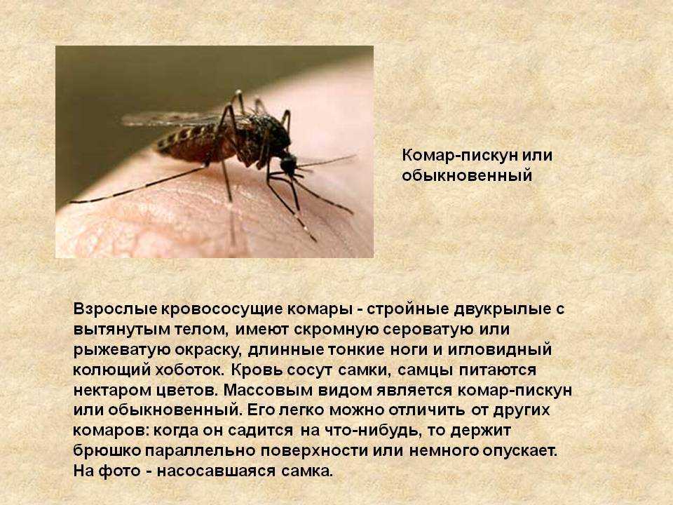 Комар малярийный комар членистоногие двукрылые