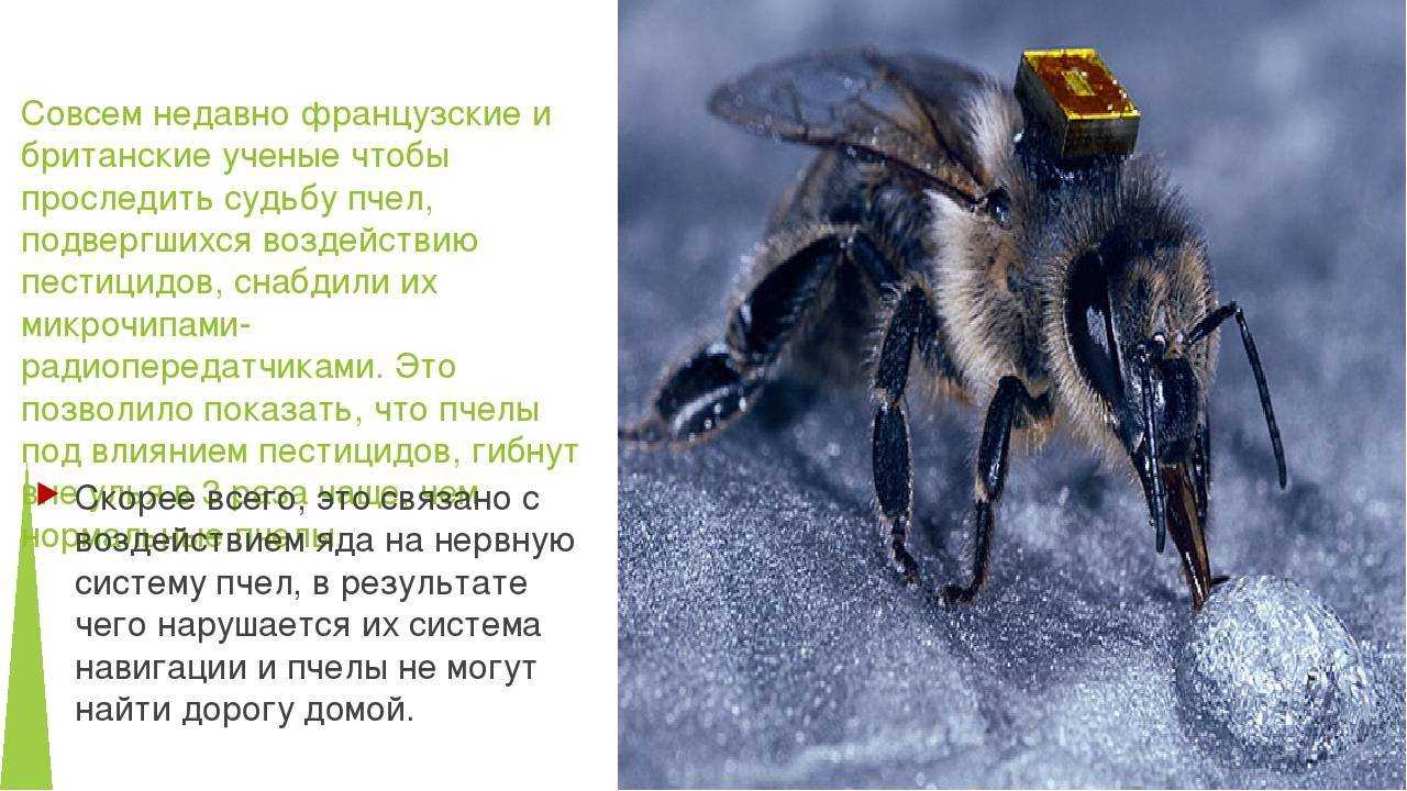 Вымирание пчел проект