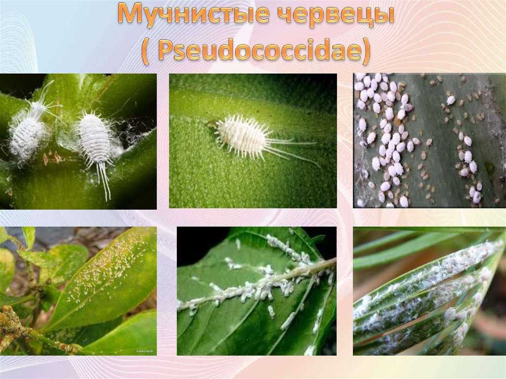Мучнистый черевец на комнатных растениях уйдет за день: топ средств борьбы