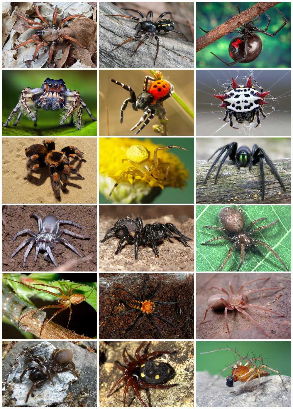 Разные пауки