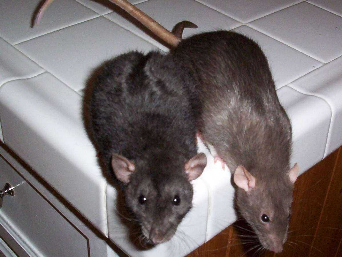 18 000 крыс в год: они отдают свои жизни, чтобы служить науке | voxpopuli