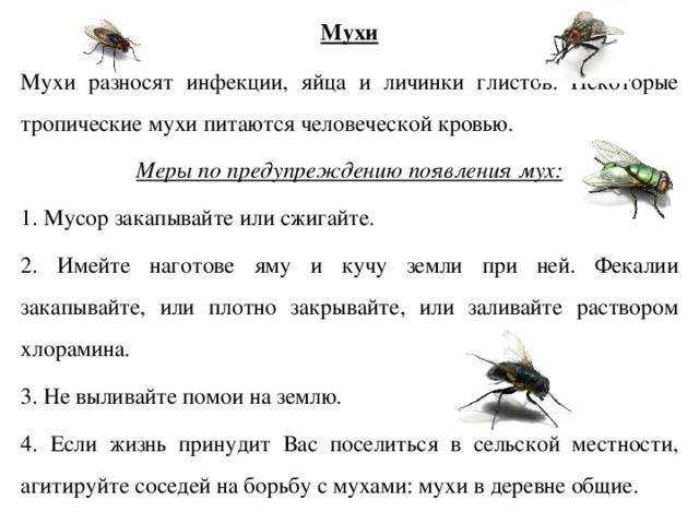 Виды мух, сколько они живут, как выглядят, чем питаются, где обитают и как с ними бороться