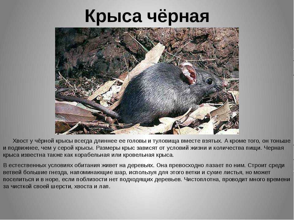 Крысы — удивительные существа. 5 фактов о домашних крысах - mnogo-krolikov.ru