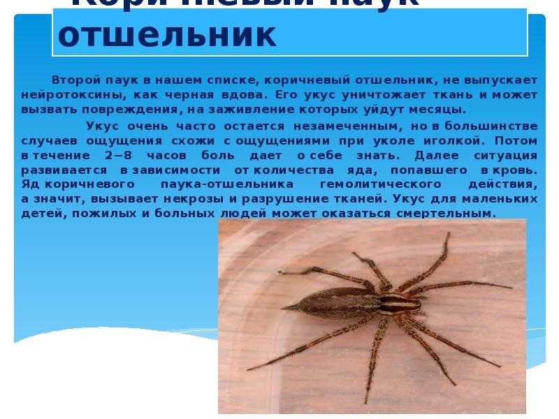 Тениаринхоз - бычий цепень | университетская клиника