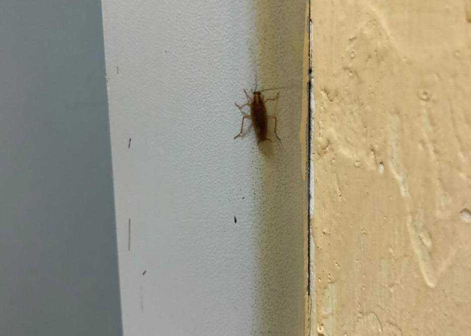 Откуда тараканы в квартире