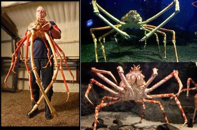 9 самых ядовитых и опасных пауков в мире - подборка с фото