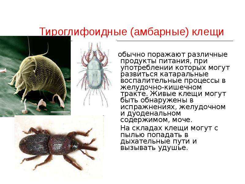 Клещ: все самое интересное о повадках, внешнем виде,  размножении