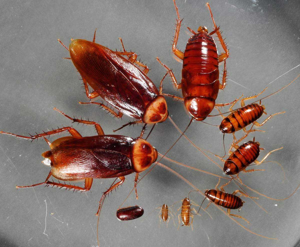 Тараканы: обзор видов, что они едят, как избавиться от тараканов — инструкция с фото!