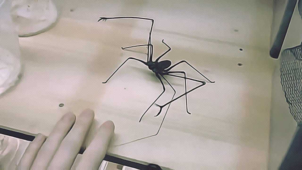 Фрин жгутоногий паук на руке