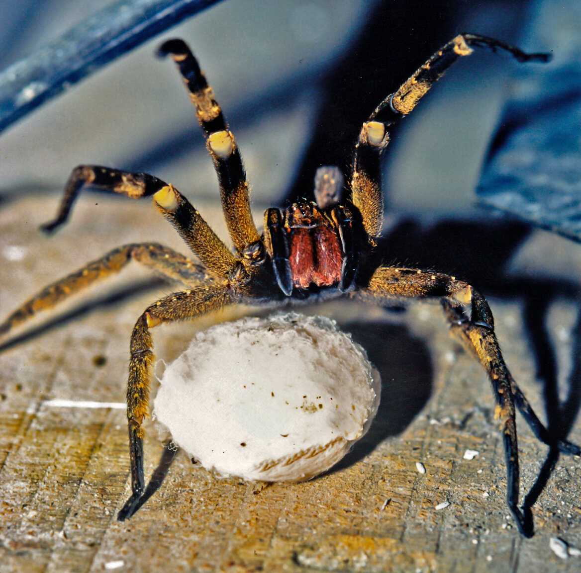Топ 10 самых больших пауков в мире – фото и видеокадры