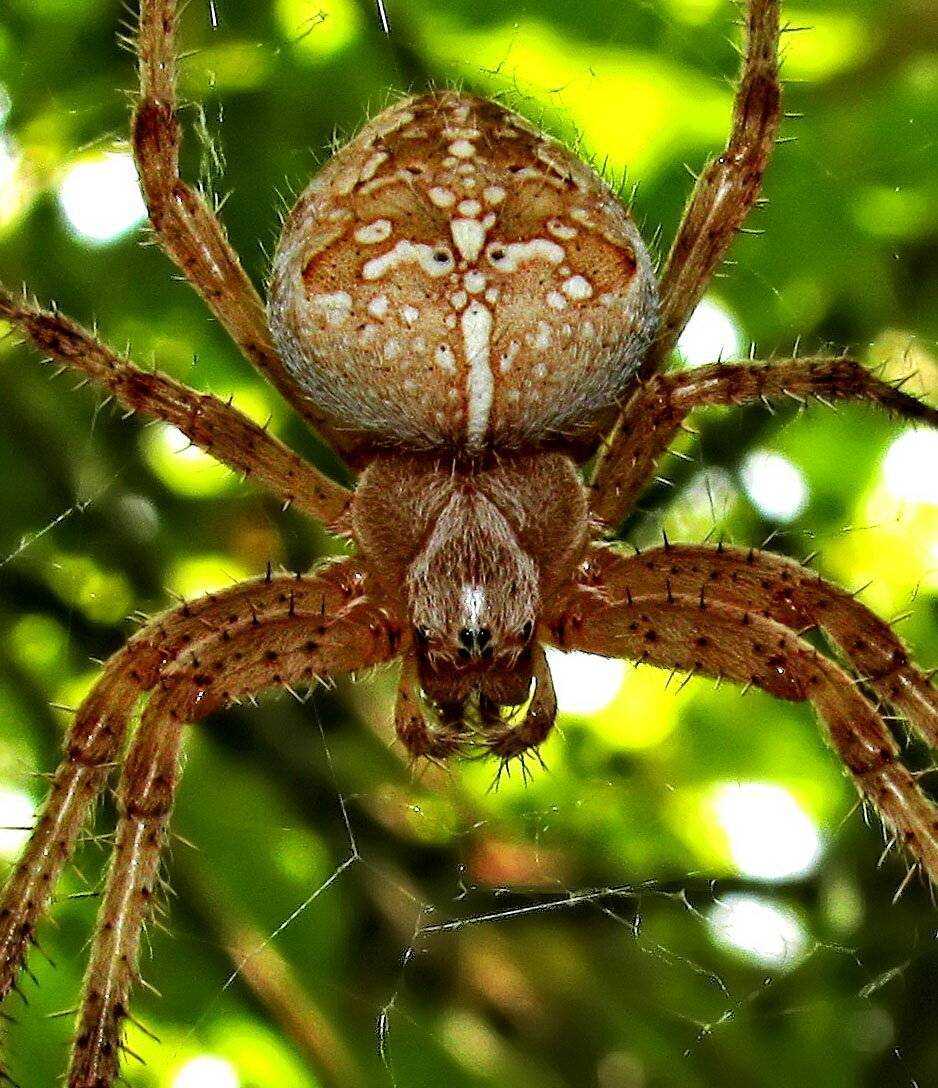 14 фактов о самом большом пауке в мире