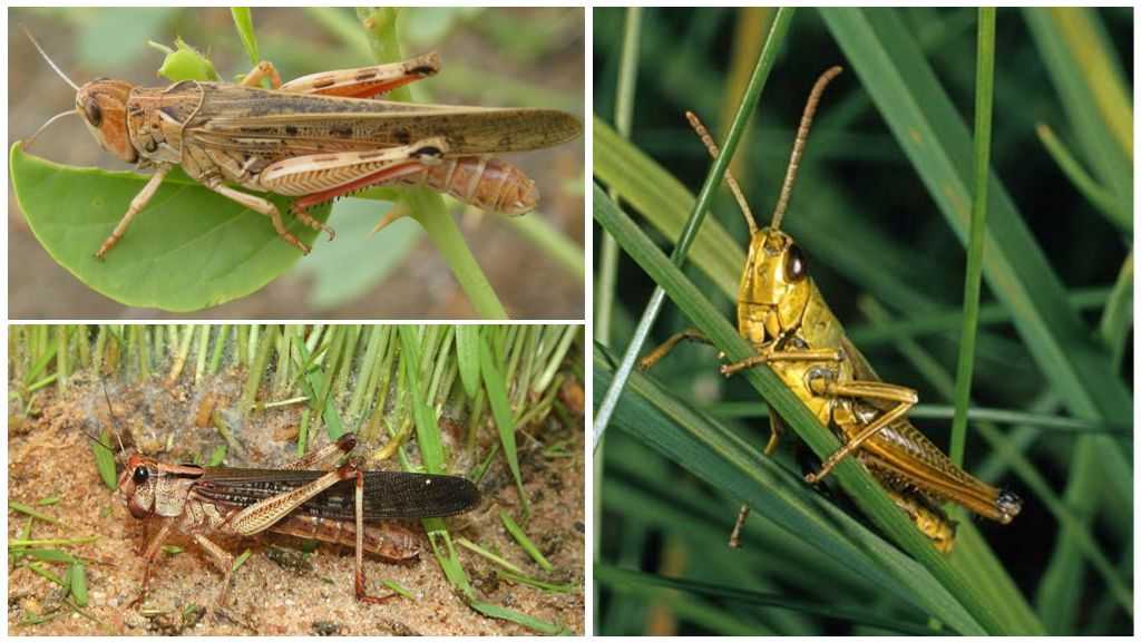 Саранча насекомое. образ жизни и среда обитания саранчи - jurnalodache