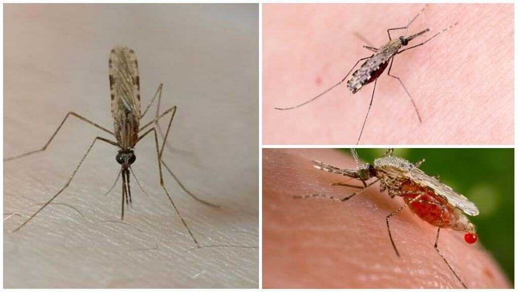 История малярии, или за что дали три нобелевки - телеканал "наука"
